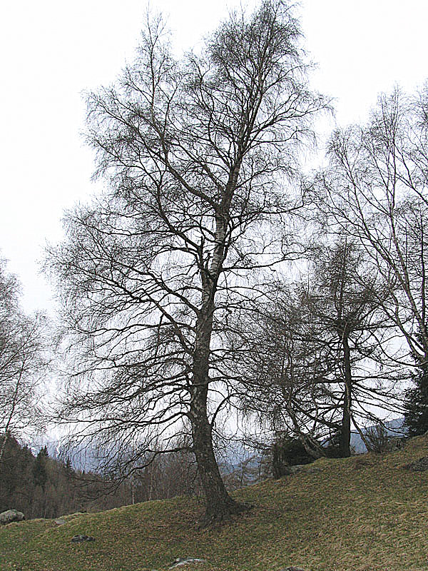 Betula pendula Roth / Betulla verrucosa